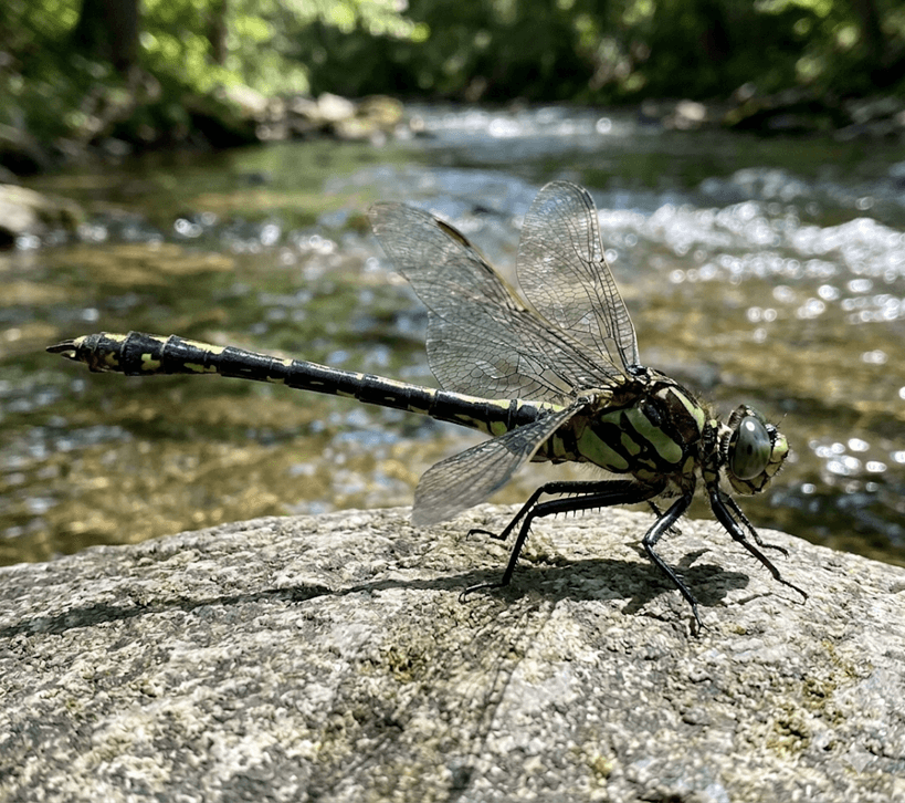 Black-shouldered Spinyleg